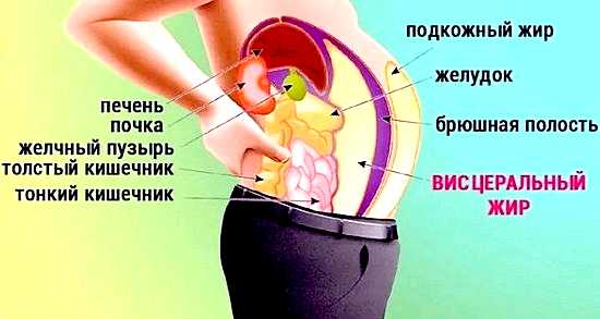 Висцеральный жир при котором жидкие Висцеральный жир при котором жидкие