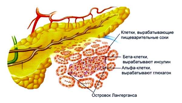 Гормональная система 4 функции 9 элементов 8 советов по улучшению Следуя простым рекомендациям по улучшению